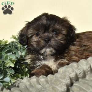 Barley, Shih Tzu Puppy